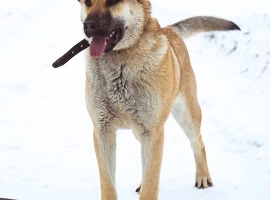 Помощь животным в беде
