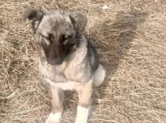 Помощь для животных