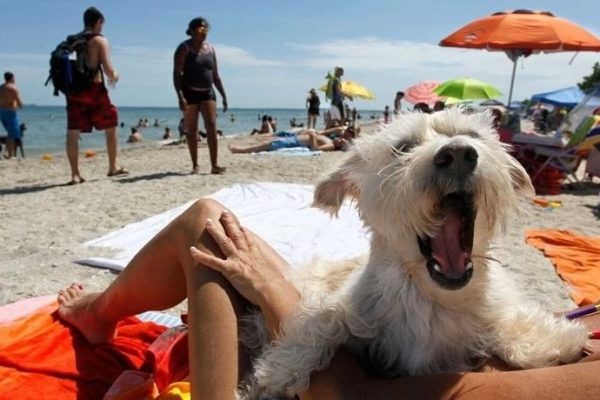 Запрет на животных на пляжах в России